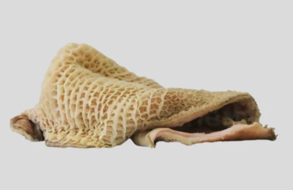 CB0CE25D-6E65-4530-B9ED-D9C4E7BDA010 Tripe de bœuf (carton nettoyé )