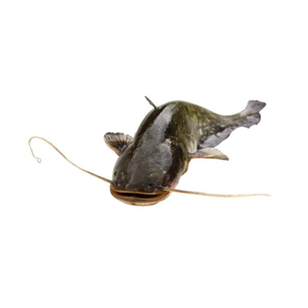 afro-courses-POISSON-CHAT-5KG Poisson-chat