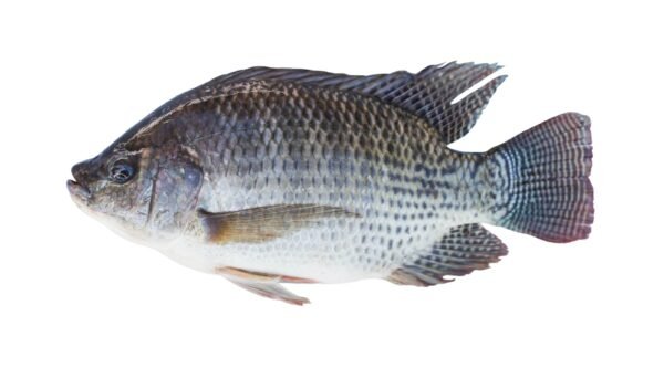Tilapia Moyen carton