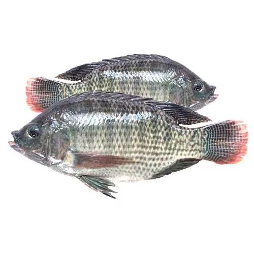 Tilapia Moyen carton