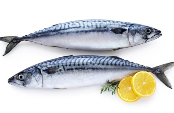 Maquereaux 300-500 20kg