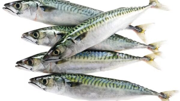 Maquereaux 300-500 20kg