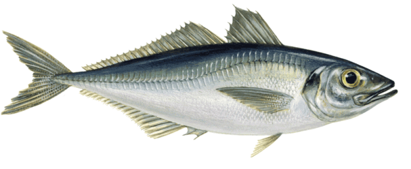 IMG_0645 Chinchard 900+ (Appolo)