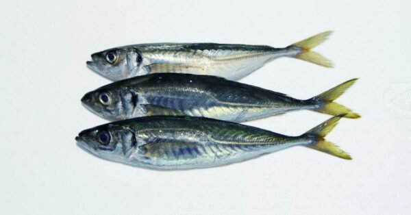 IMG_0646 Chinchard 900+ (Appolo)